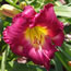 Hemerocallis Joan Derifield
